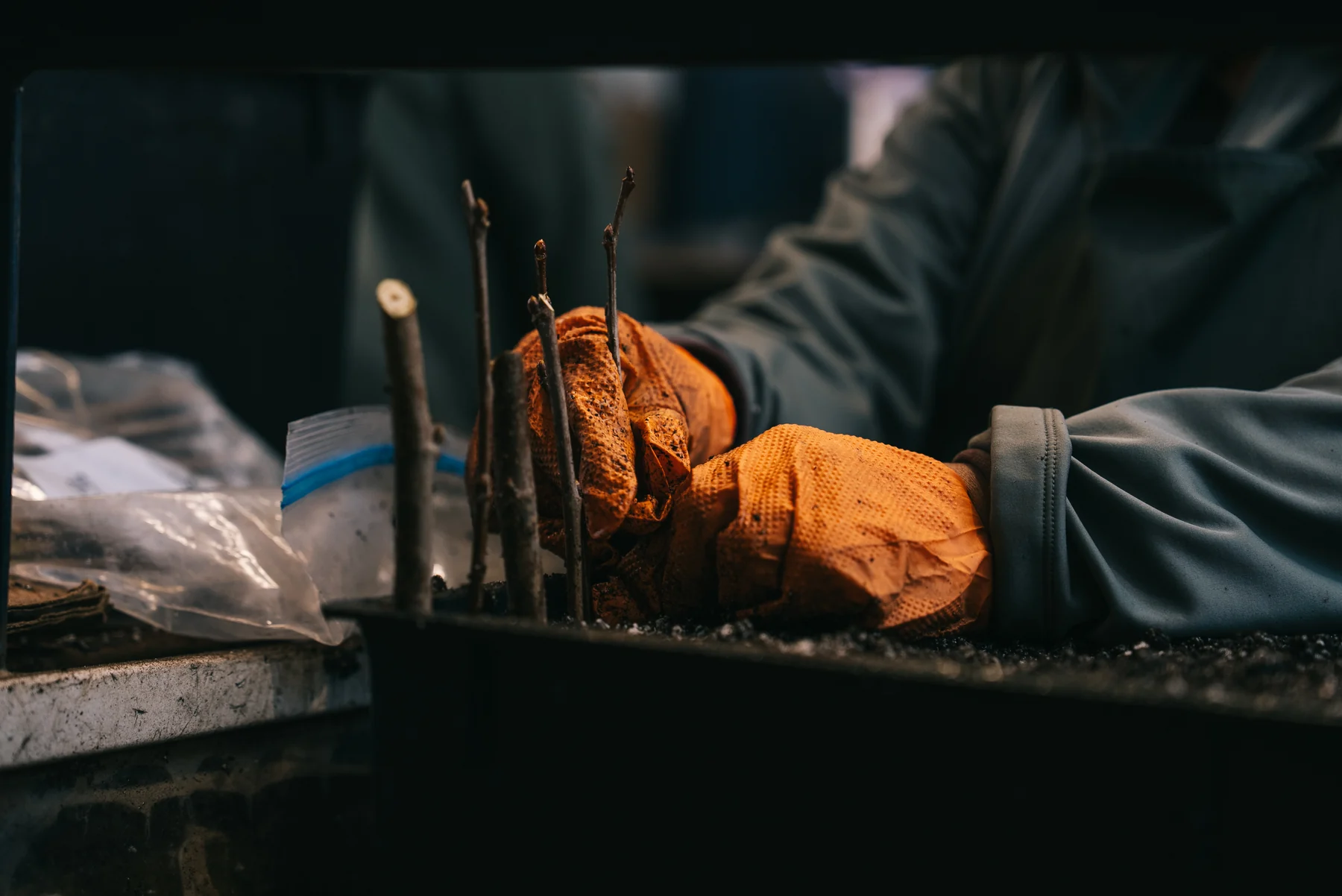 Orange-gloved hands tend slender plant cuttings in a tray at a workbench.