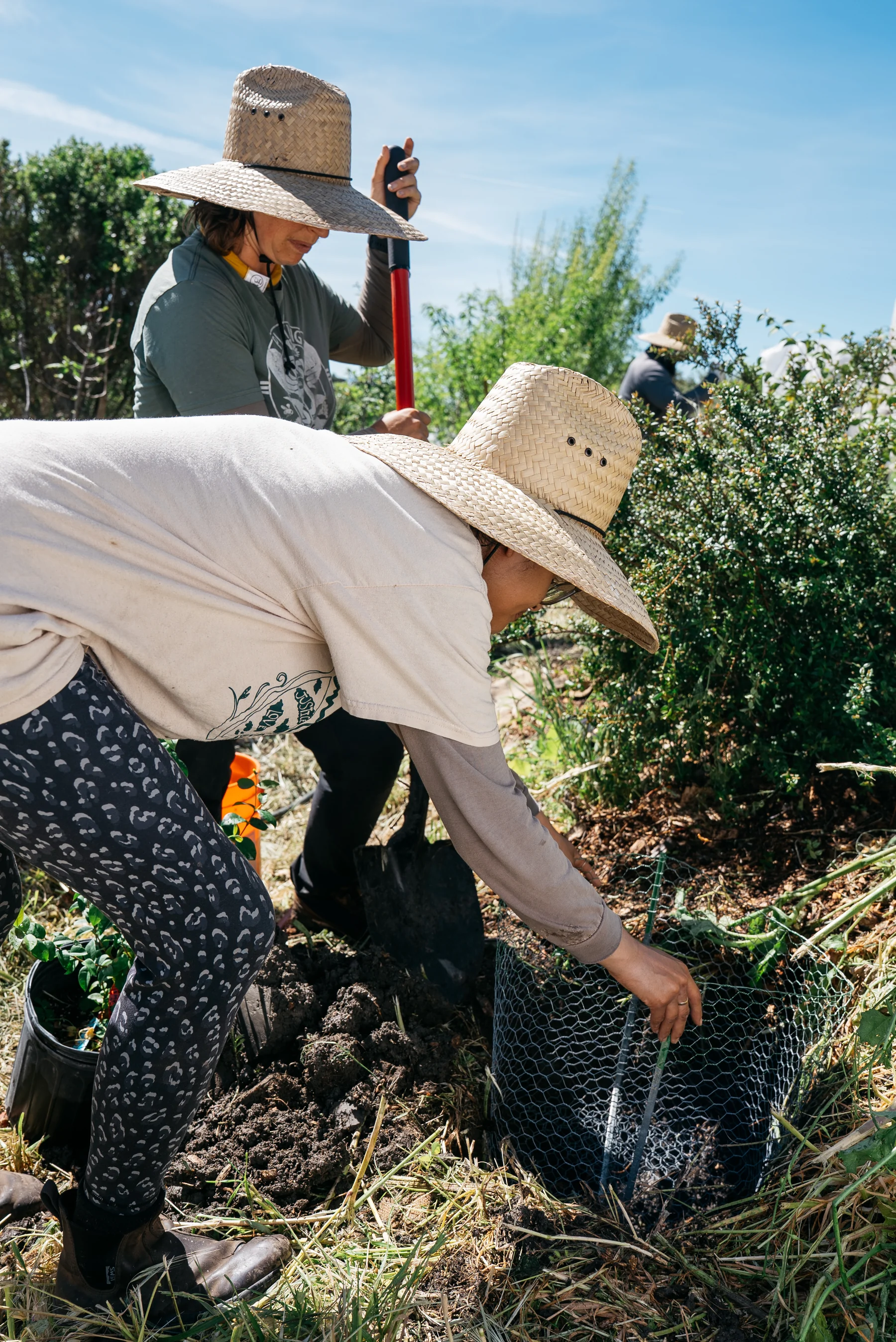 Two people in straw hats work with a wire basket around a plant in a sunny garden bed.