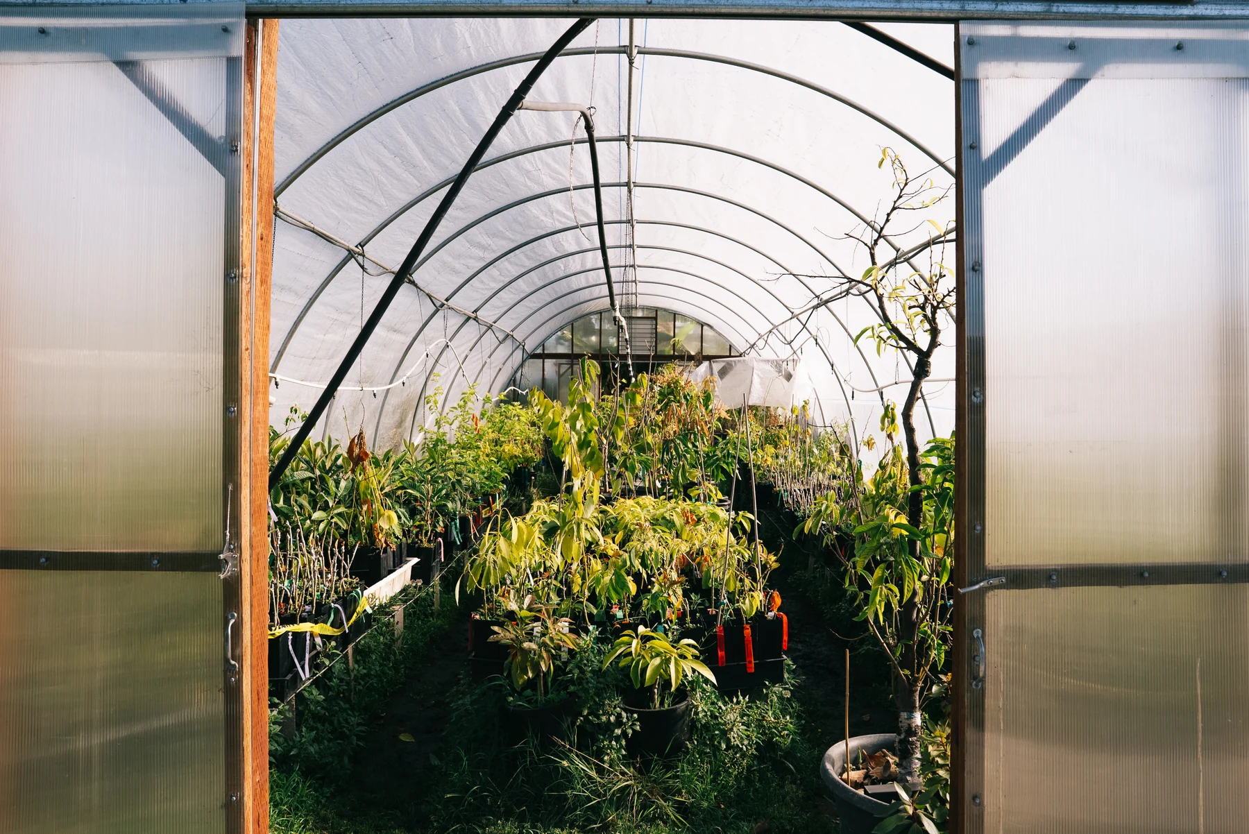 Open greenhouse doors frame rows of leafy potted plants beneath curved roof supports.
