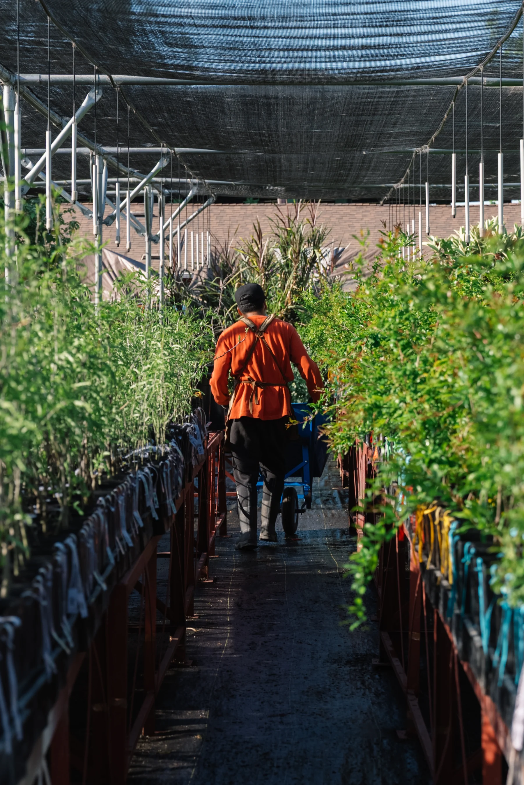A person in an orange shirt walks between densely planted rows beneath a shaded nursery canopy.