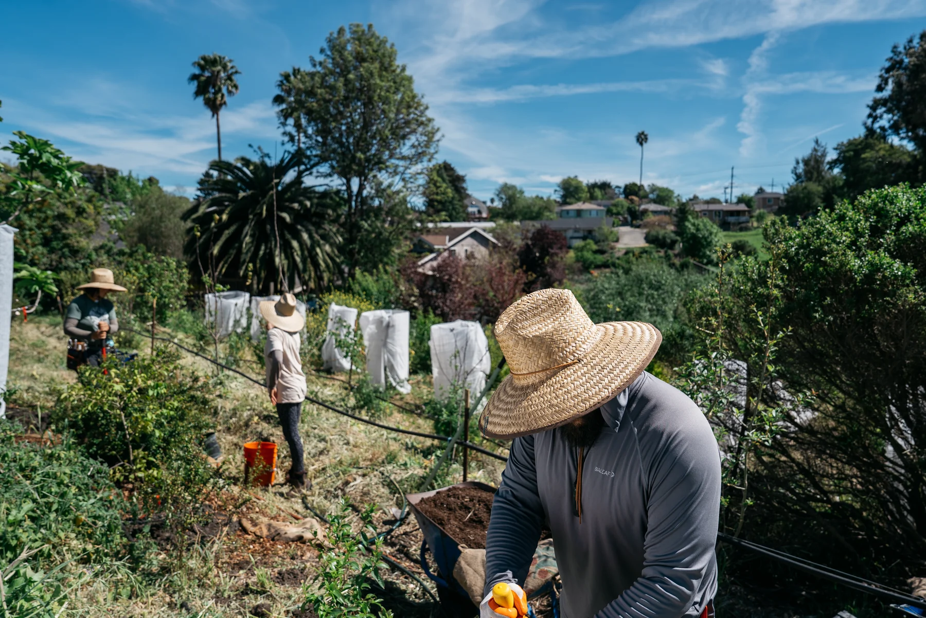 People in wide-brimmed hats work among garden beds with palm trees and a neighborhood beyond.