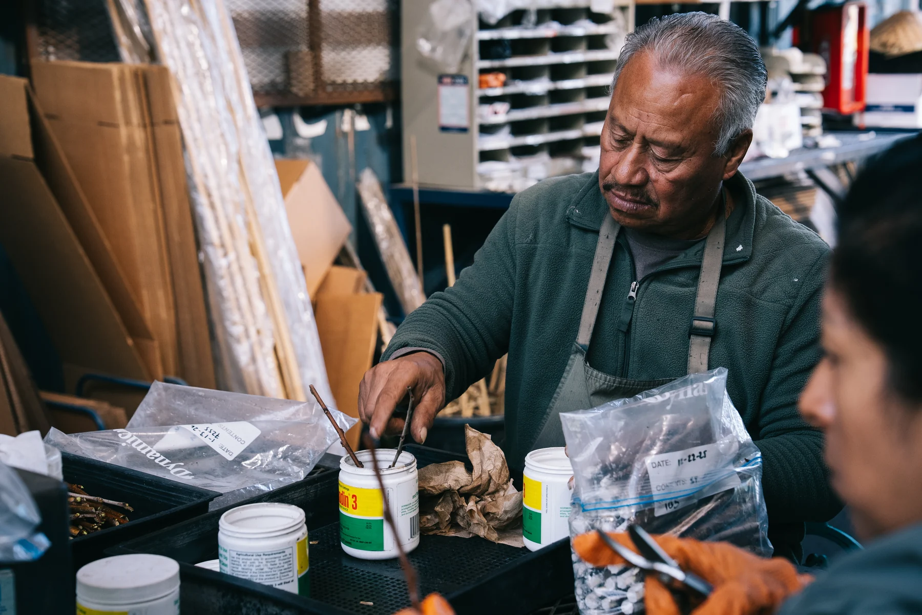 A person works with plant cuttings at a bench lined with containers and clear bags.
